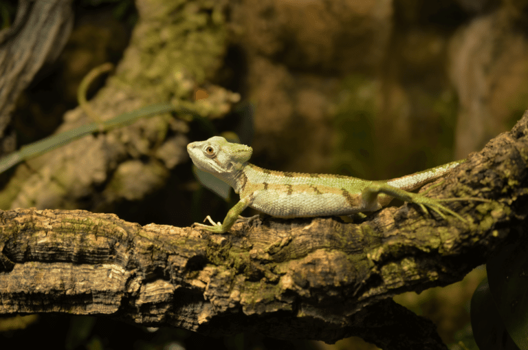 Chameleon