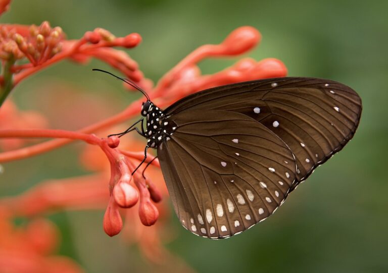 WooCommerce 3.0 “Bionic Butterfly”